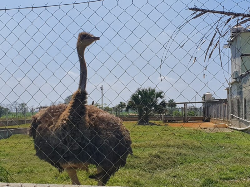 Excentricidades en campo de concentración de Los Piña