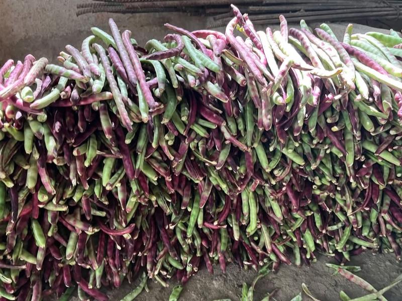 Exceso de humedad deteriora la calidad del frijol en Zacatecas