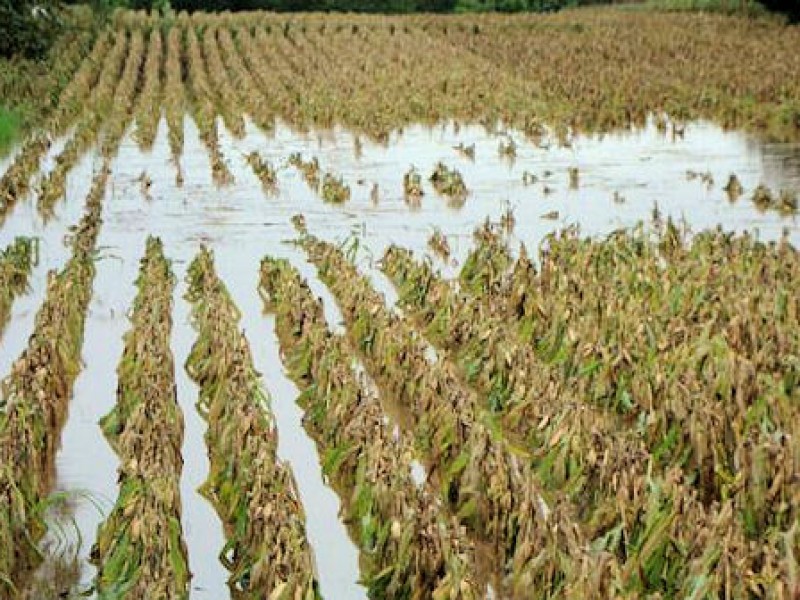 Exceso de lluvia en Puebla afectó a sector agricultor