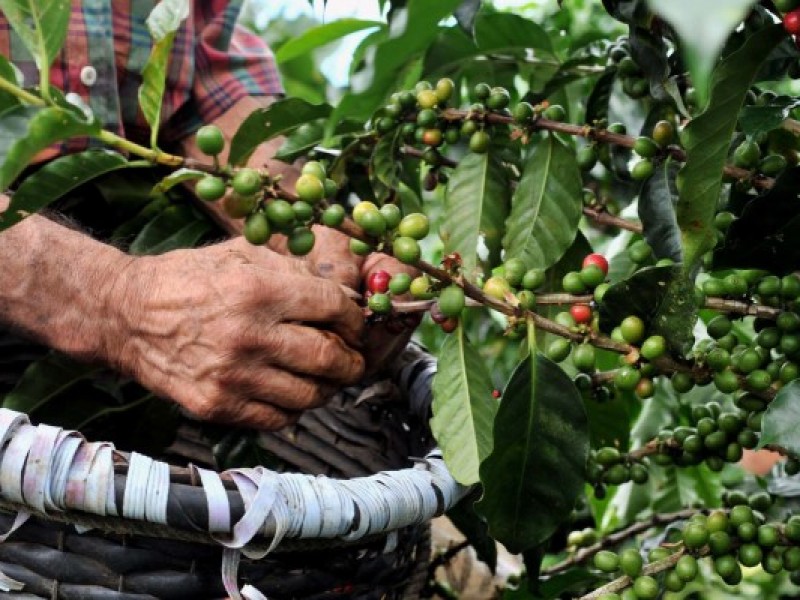 Exceso de lluvias afecta plantaciones de café en soconusco