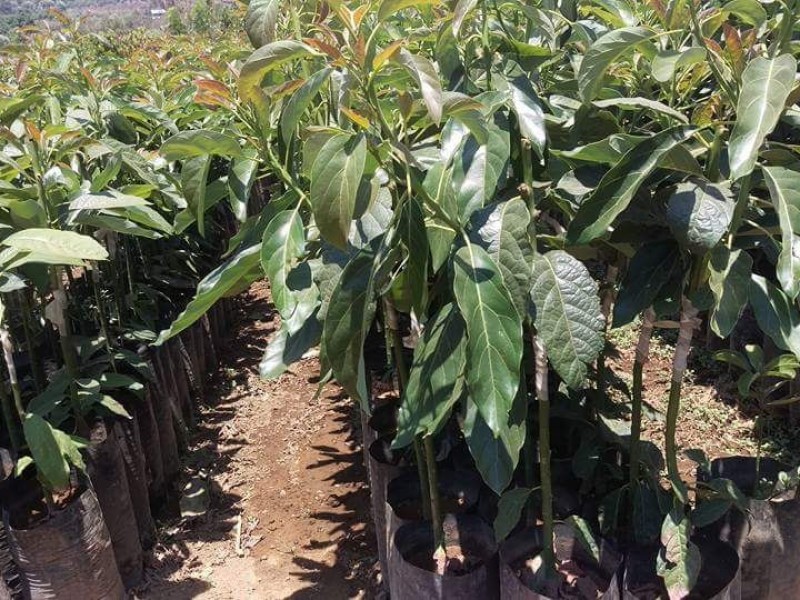 Exceso de plantíos disminuirá precio del aguacate