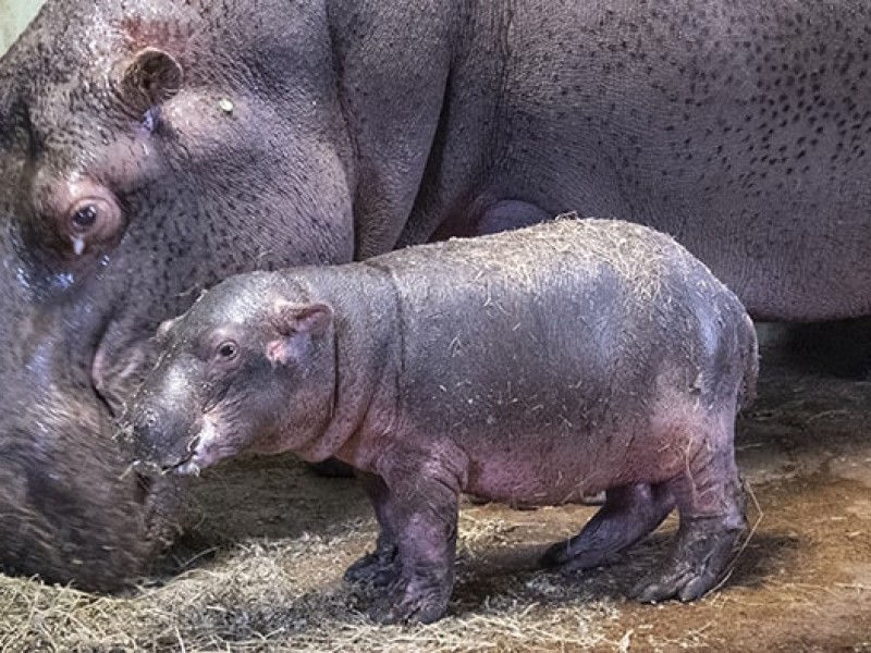 Exdirector del zoológico señala negligencia en la muerte de cría