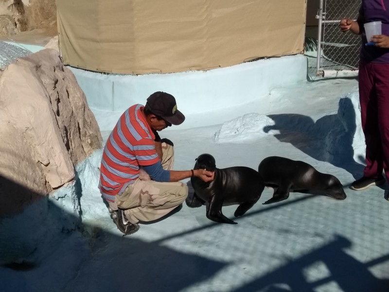 Exhibirá Centro Ecológico a lobos marinos rescatados