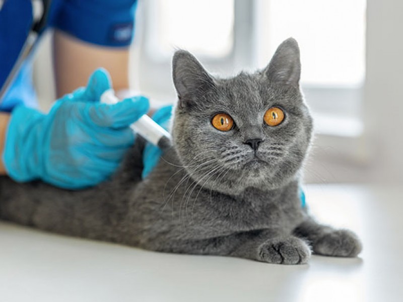 Exhorta SSG vacunar contra rabia a gatos también