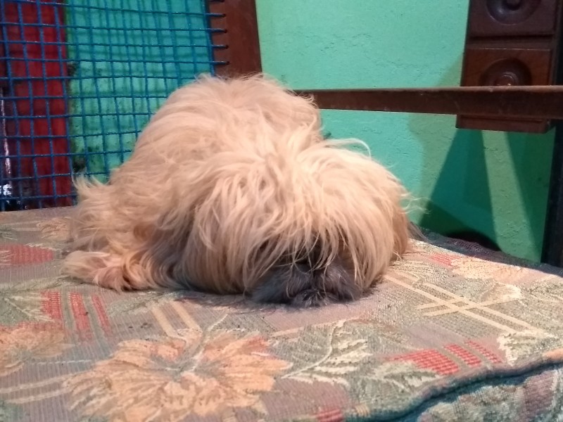 Exhortan a cuidar a mascotas ante bajas temperaturas