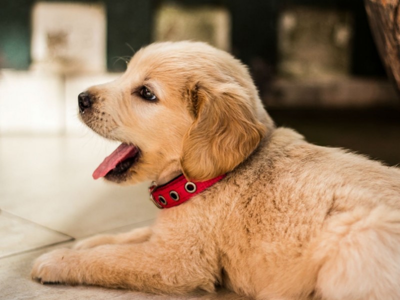 Exhortan a cuidar las mascotas en casa