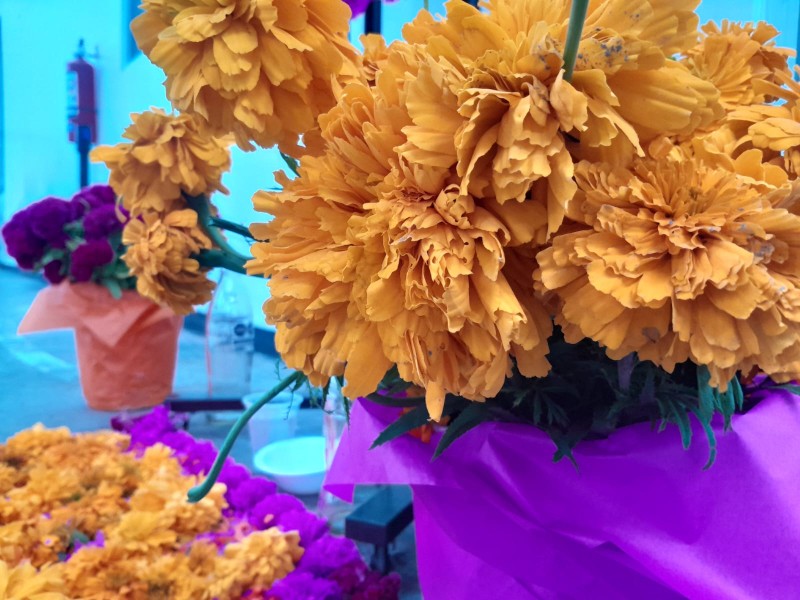 Exhortan a disposición correcta de residuos florales para evitar dengue Exhortan a disposición correcta de residuos florales para evitar dengue