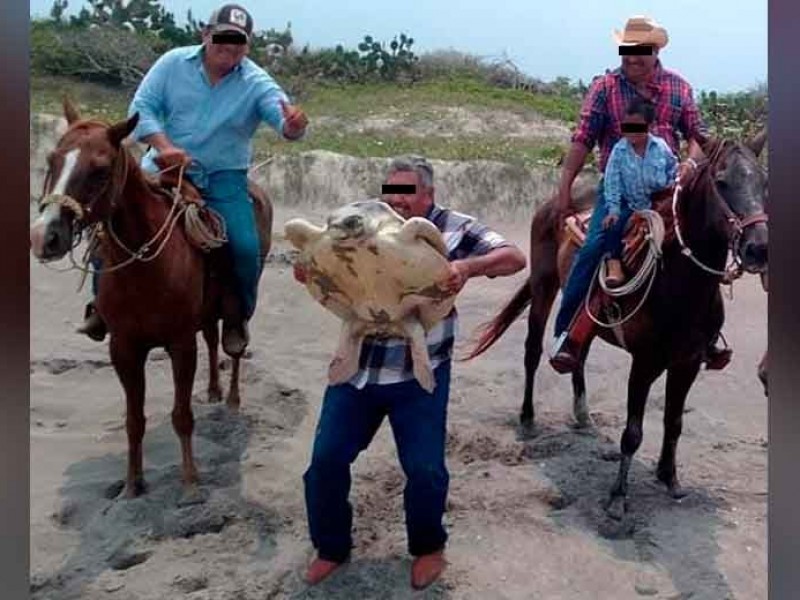 Exhortan a no molestar a las tortugas durante el desove