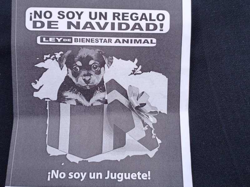 Exhortan a no regalar mascotas por temporada, 70%terminan abandonados