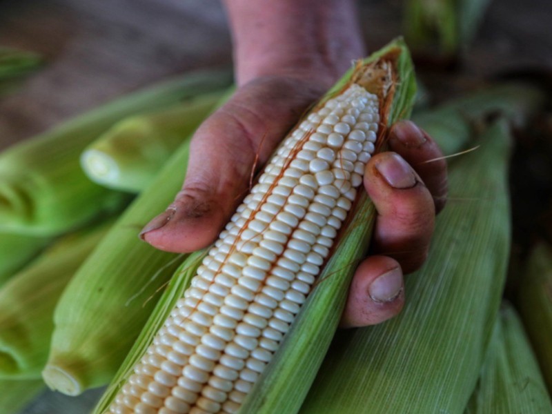 Exhortan a productores de Guasave a no malbaratar el maíz