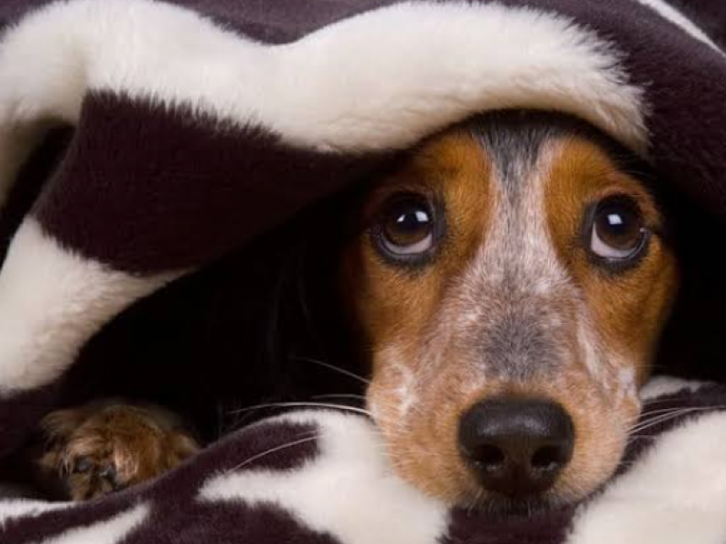 Exhortan a proteger mascotas por uso de pirotecnia