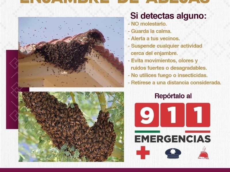Exhortan a reportar presencia de enjambres de abejas al 9-1-1