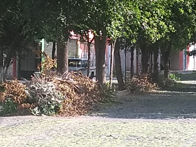 Exigen al ayuntamiento retirar ramas de la calle