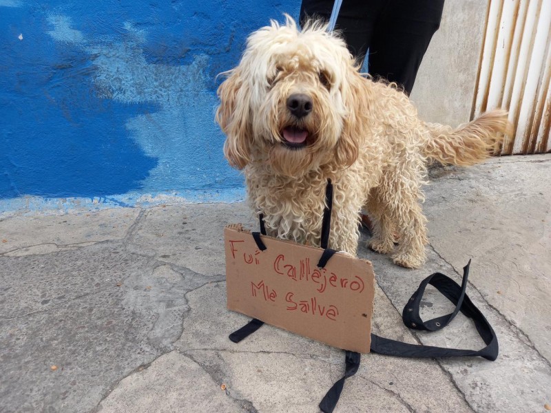 Exigen animalistas destitución de personal que agredió a caninos