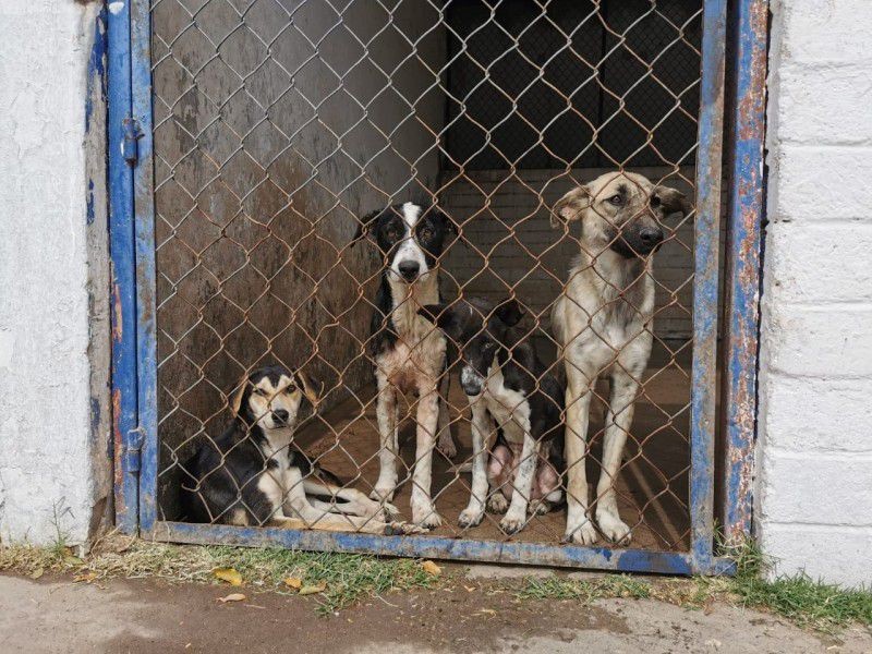 Exigen cierre del Centro Animal de Ahome, animalistas presentarán denuncia penal