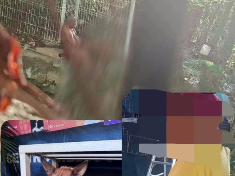 Exigen justicia en Salina Cruz por grave agresión contra perrita Chiris