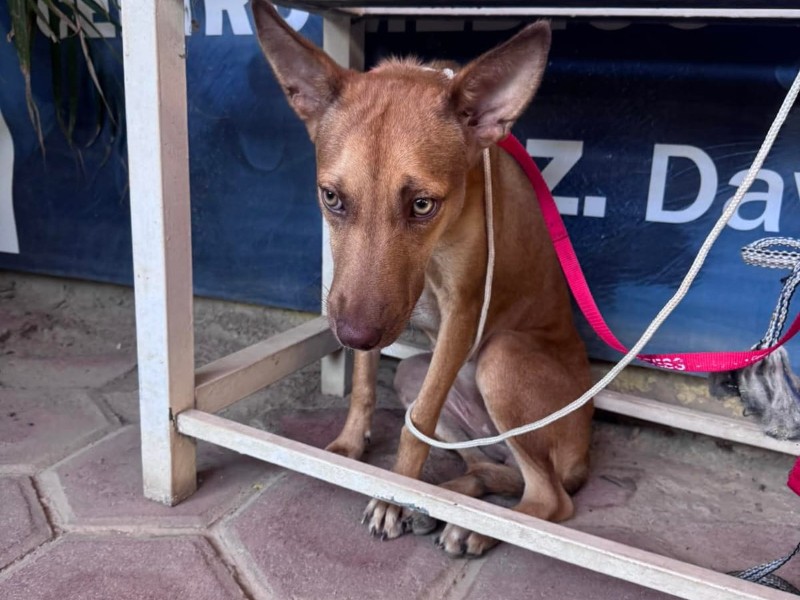 Exigen justicia por “Chirris”, perrita víctima de abuso en Salina Cruz