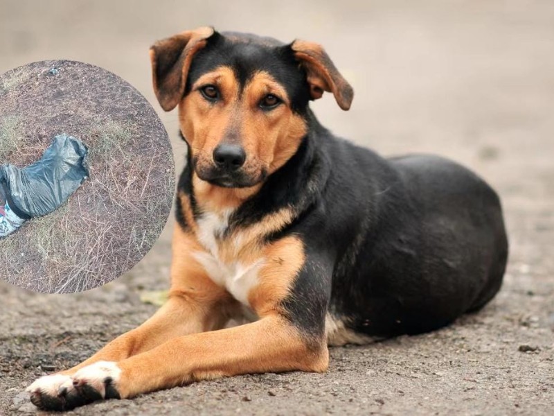 Exigen justicia por masacre de perros en El Carrizo, Ahome