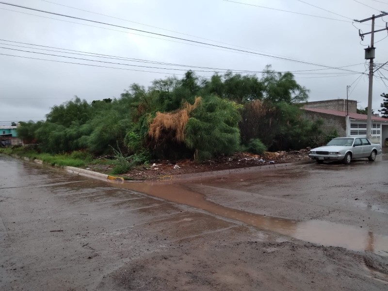 Exigen limpieza de terrenos baldíos en la colonia Toledo