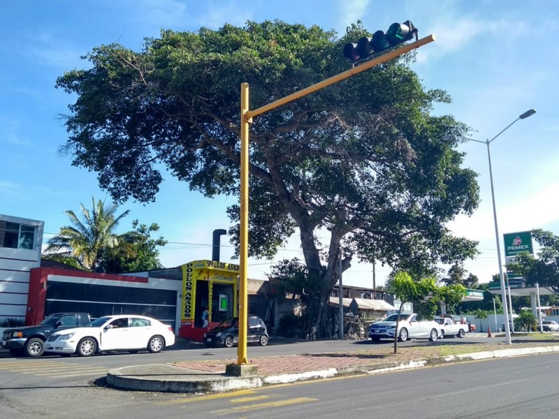 Exigen podar árbol que genera riesgo