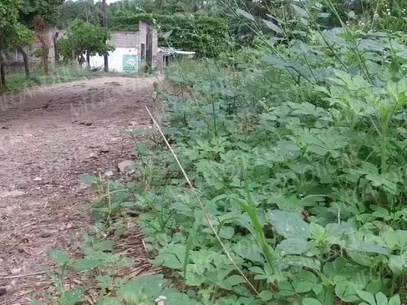 Exigen pronta fumigación en Tehuantepec