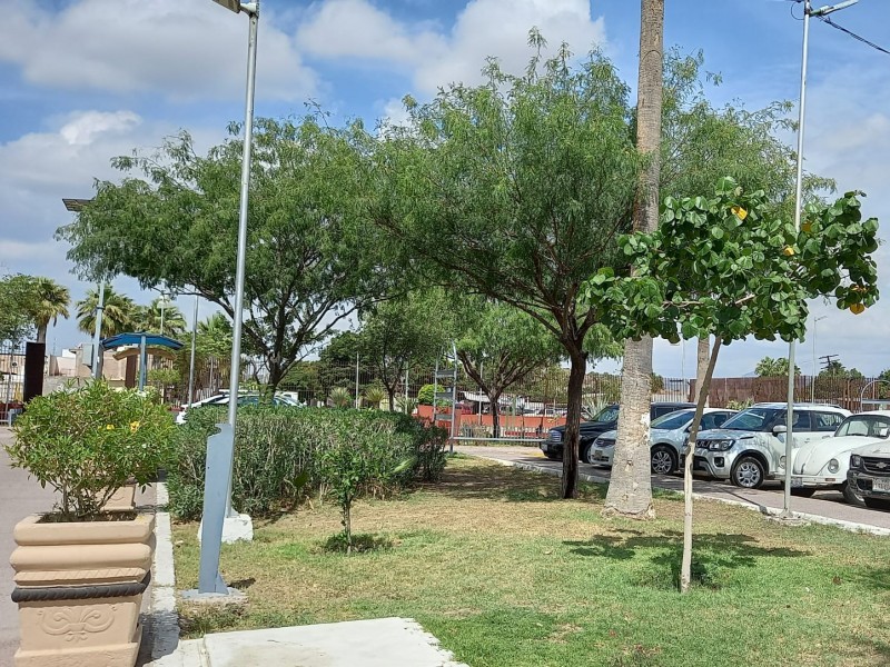 Existe un importante déficit de áreas verdes en la Laguna