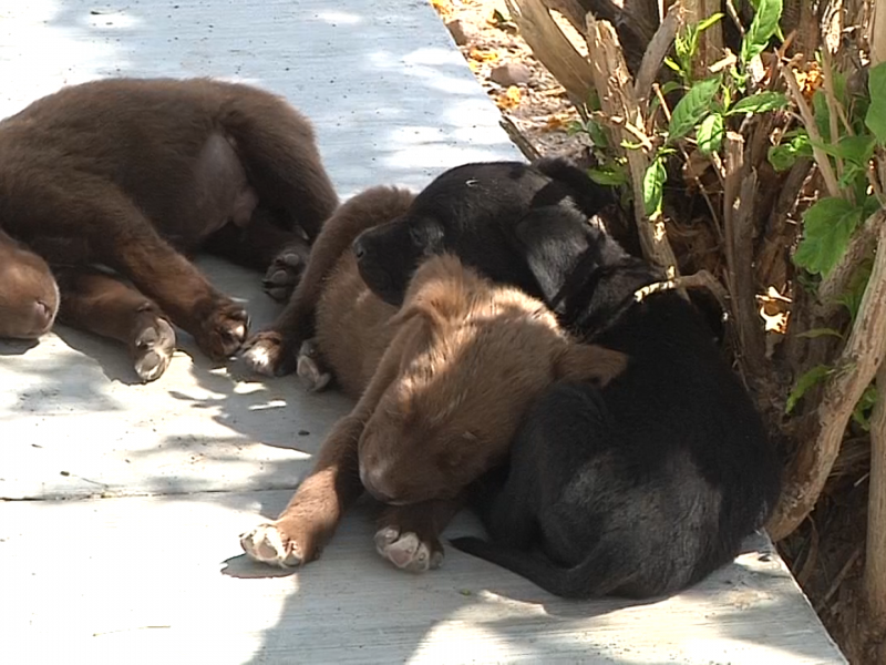 Existen enfermedades caninas que pueden afectar al humano