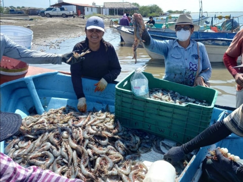 Exitoso inicio de la  zafra camaronera en Guasave