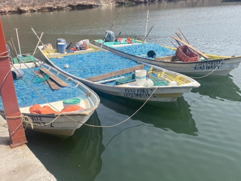 Exitoso inicio de temporada de aguamala en Guaymas-Empalme