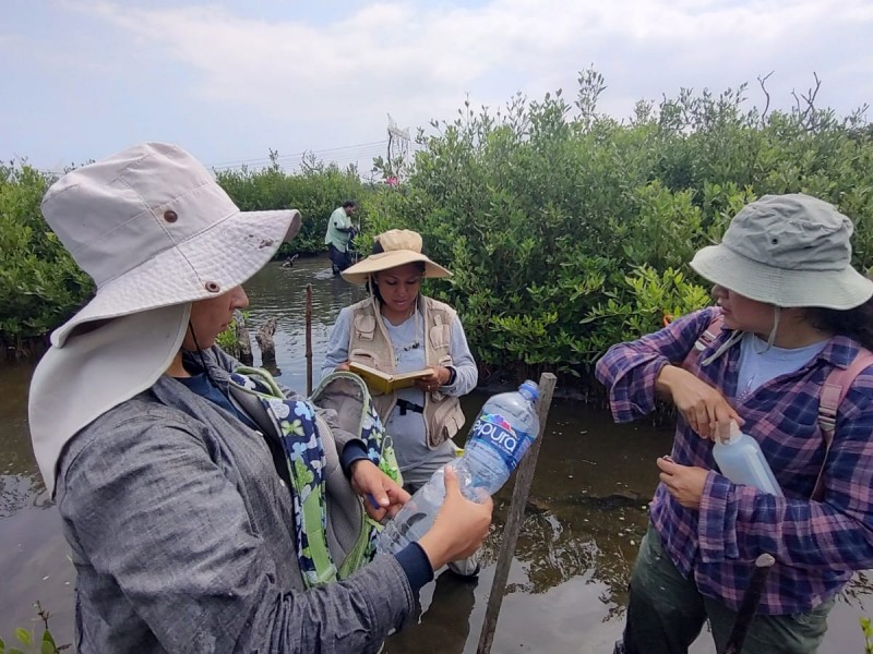 Exitoso proyecto de restauración de manglar en Tuxpan