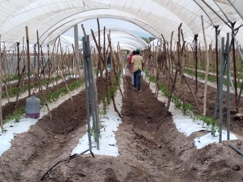 Expansión de macrotúneles provoca afectaciones al medio ambiente