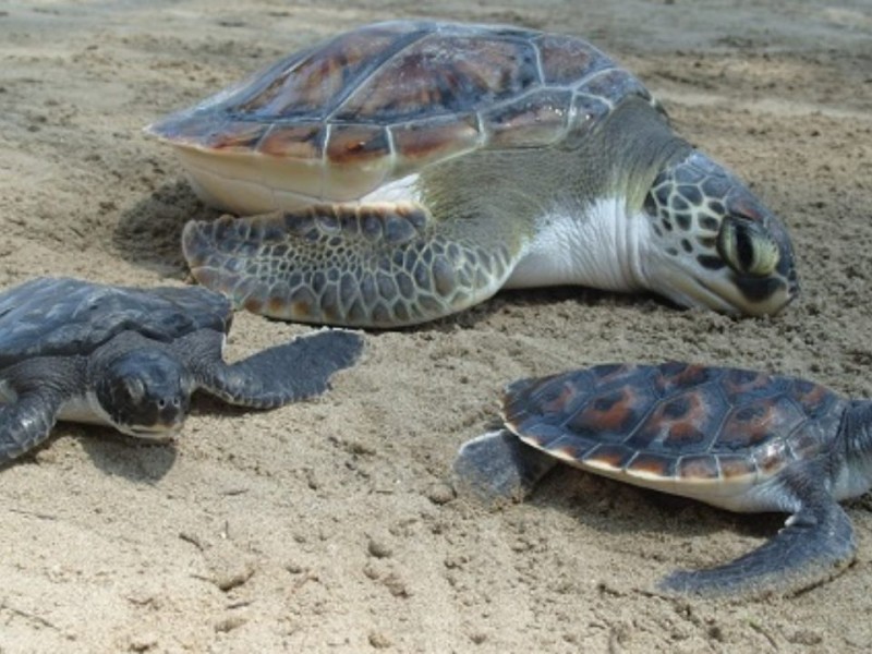 Expertos plantean dos panoramas para la temporada de anidación de tortugas
