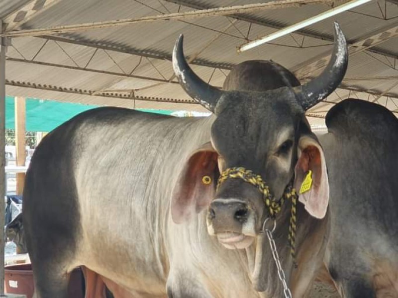 Expo Ganadera Tuxpan, una de las más importantes de Veracruz