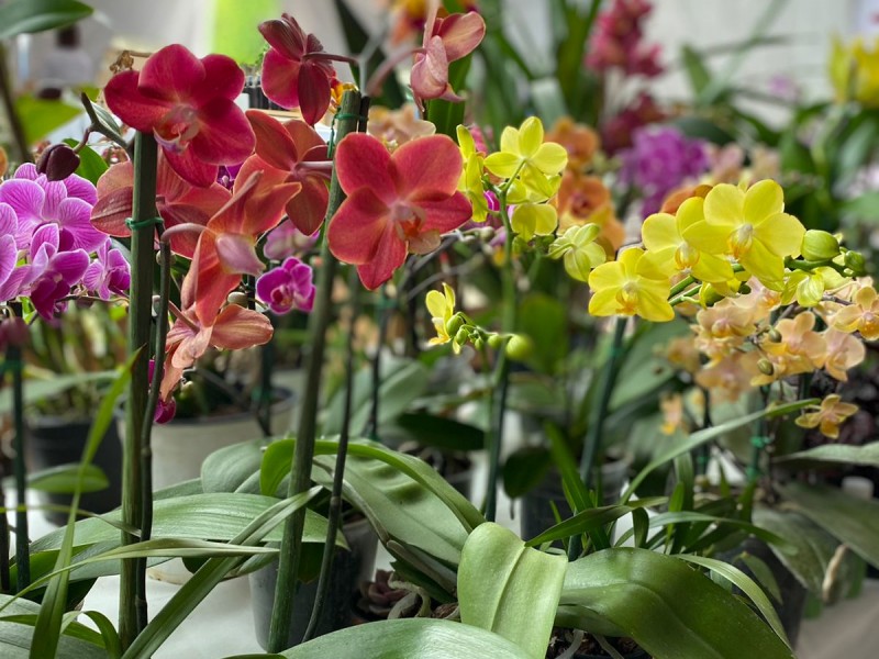 Expo Orquídea en San José de García