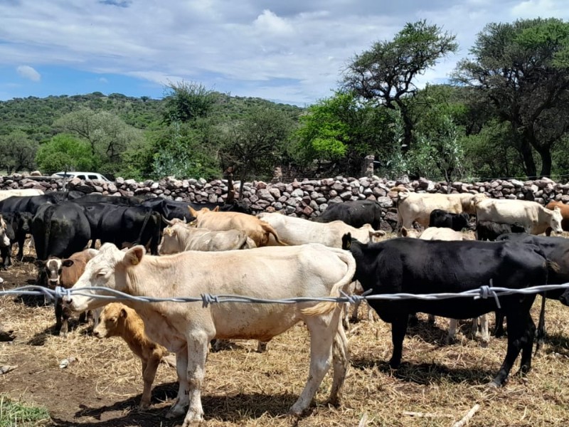 Exportación de ganado de Durango a EU podría retrasarse