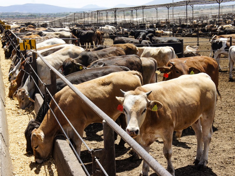 Exportación de ganado preocupa a productores