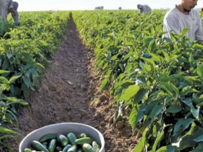 Exportación y empleos al 100% en campos agrícolas de Guaymas