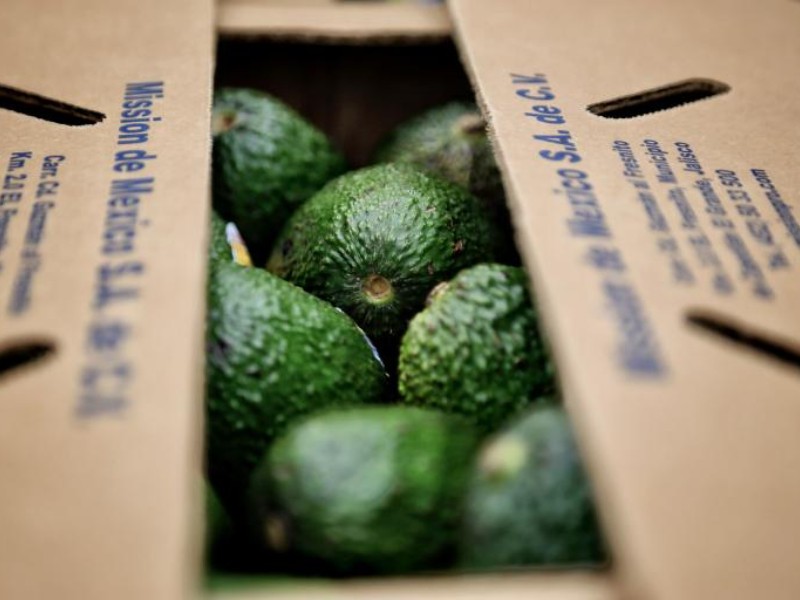 Récord de exportaciones de aguacate mexicano