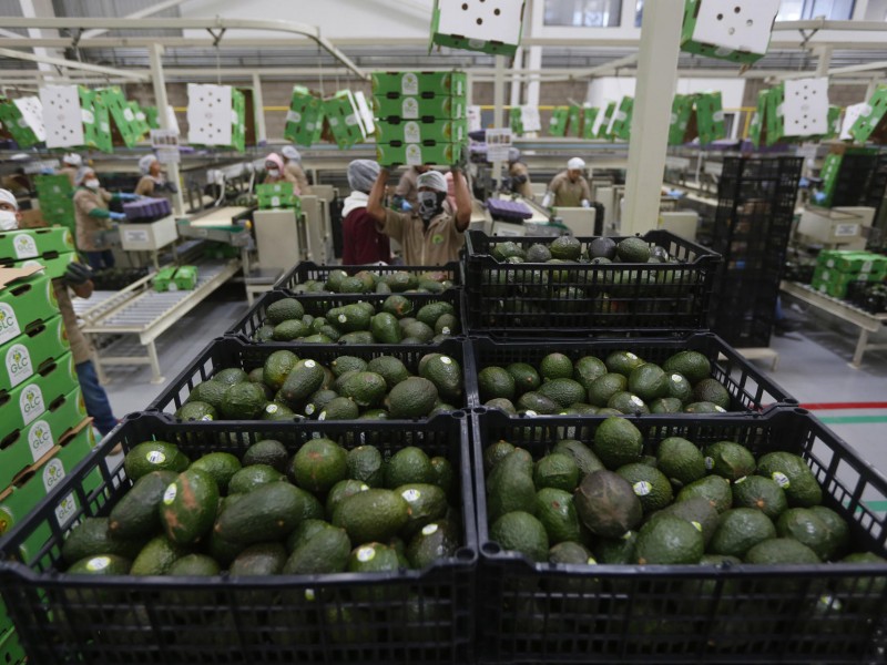 Exportan 15.227 toneladas de aguacate para el Super Bowl