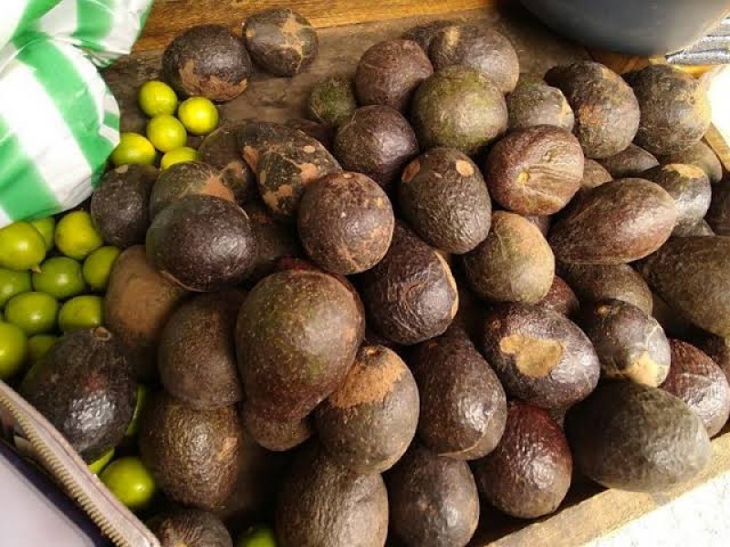 Exportarán 15 mil toneladas de aguacate por el #SuperBowl