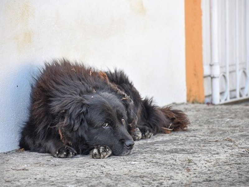 Expoventa con Corazón busca ayudar animales en situación de calle