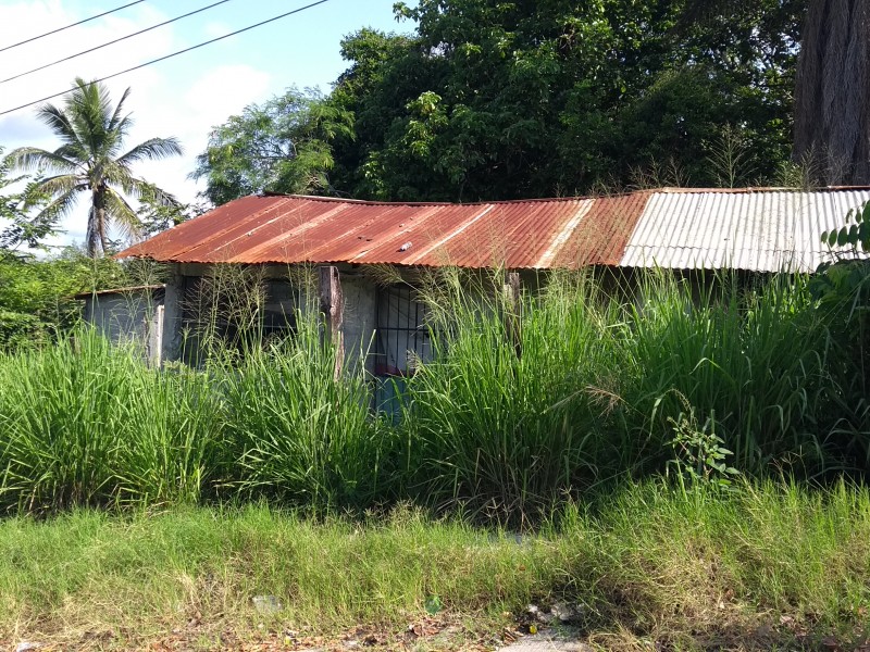 Expuestos a enfermedades como dengue, por maleza