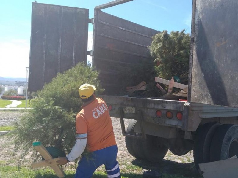 Extienden recolección de arbolitos navideños en la capital