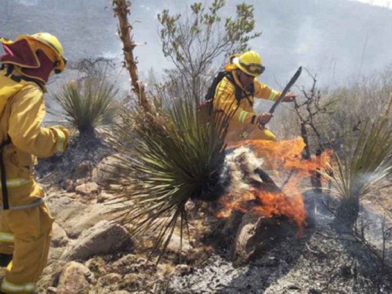 Extinguen 116 personas incendio en Sierra de los Codornices.