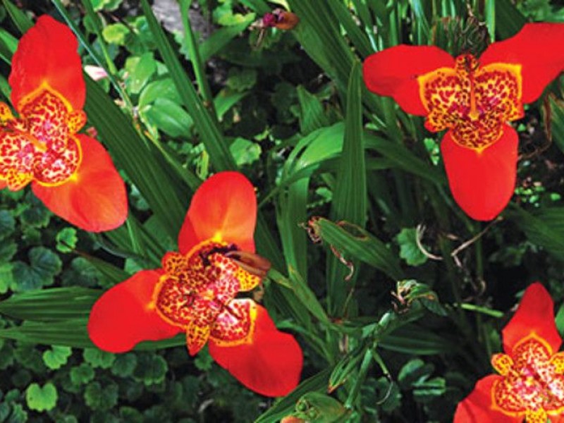 Extintas 24 especies de orquídeas chiapanecas