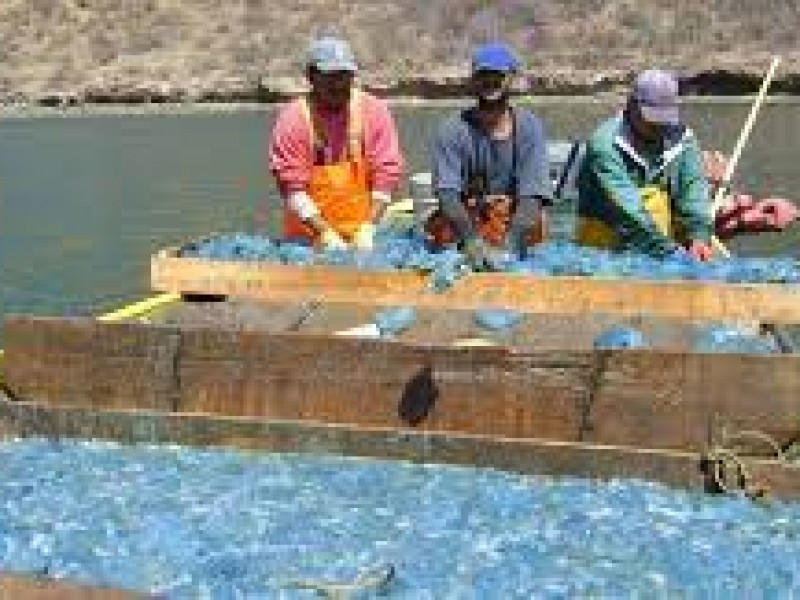 Extraen 3300 toneladas de aguamala en Guaymas-Empalme