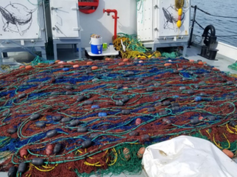 Extraen redes totoaberas en el Golfo de California