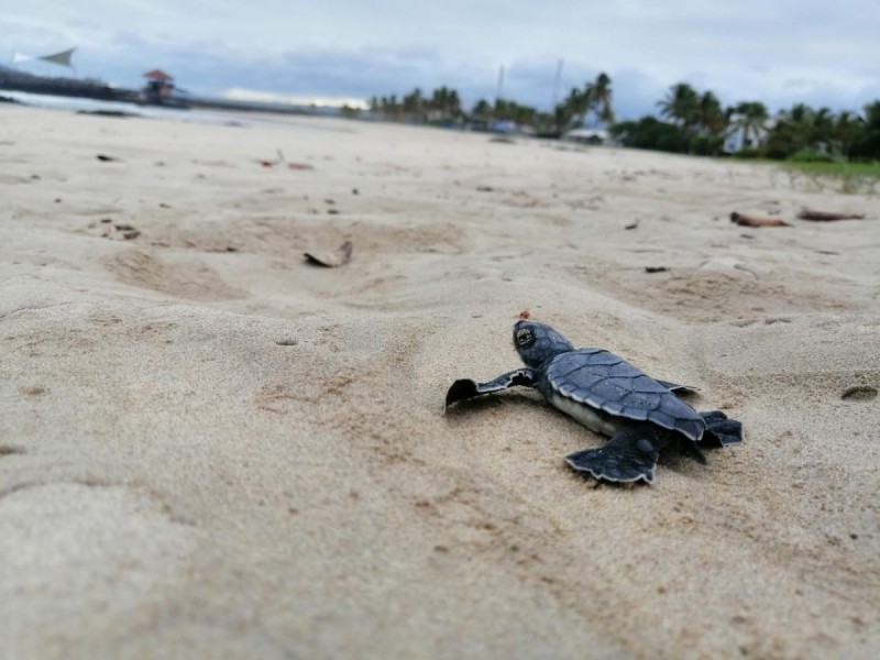 Extreman medidas de protección para 12 nidos de tortuga