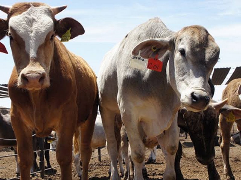 Facultad de Veterinaria apoya en la recuperación del estatus ganadero