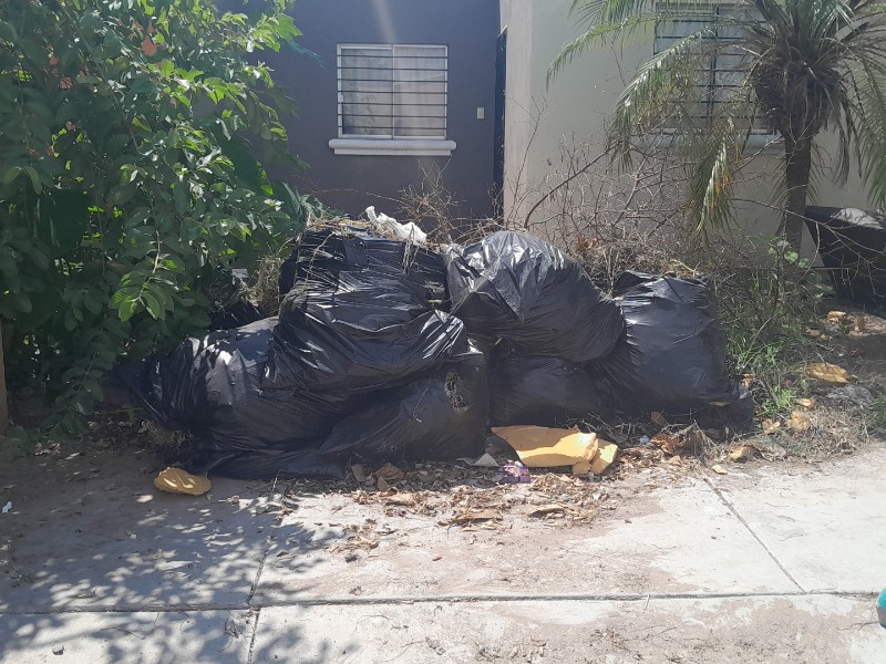 Fallas en recolección de basura generan focos de infección en Las Canteras